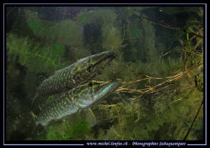 Young Pike Fish Reflection... :O)... by Michel Lonfat 